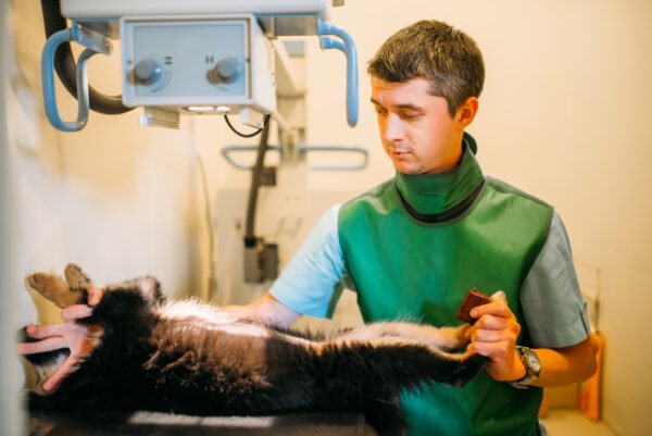 imagenes-diagnostico-veterianario