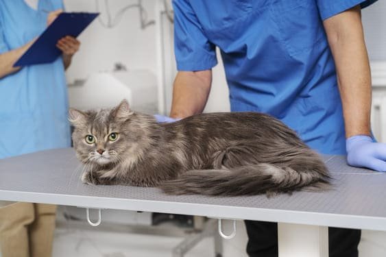 Hospitalización para gatos en Medellín